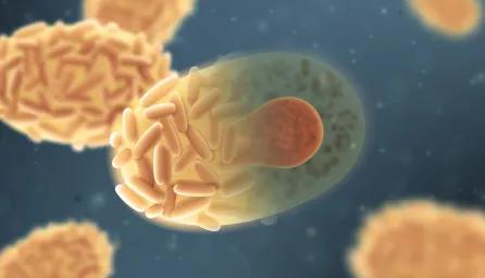Microscopic images of pathogens