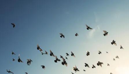 A flock of birds in a blue sky.