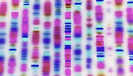 DNA profile