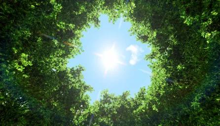 Circle of trees 