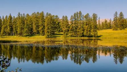 Lake with forest reflection in the water