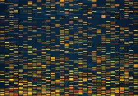 DNA profile