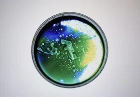 Petri dish with green, blue and yellow liquid inside.