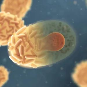 Microscopic images of pathogens